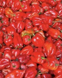 Red habanero peppers - FROZEN