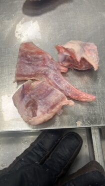 Turkey Wings - Cut