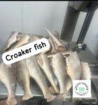 Headless Croaker Fish - Uncut