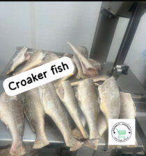 Headless Croaker Fish - Uncut
